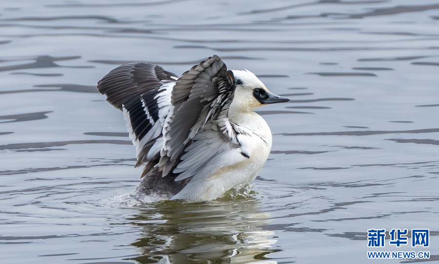 国家二级保护动物斑头秋沙鸭亮相纳帕海湿地